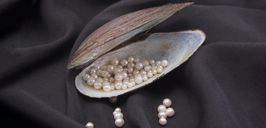 Picture of pearls in an oyster shell